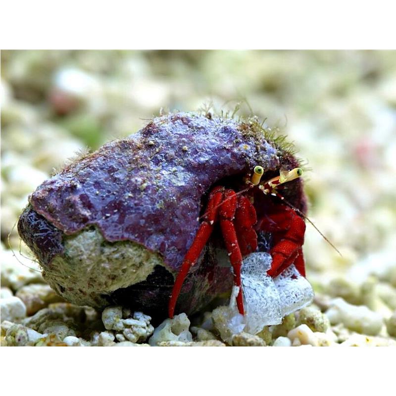 Crab Hermit Clibanarius Rutilus - imagine 3